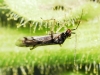 Dicyphus sp. Dicyphus sp.