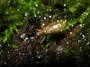 Dicyphus sp. Dicyphus sp.