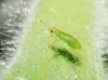 Dicyphus sp. Dicyphus sp.