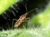 Dicyphus sp. Dicyphus sp.