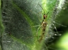 Dicyphus sp. Dicyphus sp.