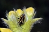 Hadrodemus sp. Hadrodemus sp.