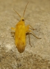 Megalocoleus sp. Megalocoleus sp.
