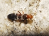 Mimocoris cf. rugicollis