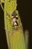 Orthops kalmii Orthops kalmii