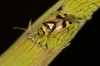 Orthops kalmii Orthops kalmii
