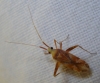 Phytocoris cf. flammula Phytocoris cf. flammula