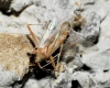 Phytocoris cf. flammula Phytocoris cf. flammula