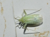 Phytocoris delicatulus