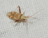 Phytocoris flammula Phytocoris flammula