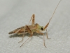 Phytocoris flammula Phytocoris flammula