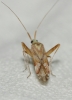 Phytocoris flammula Phytocoris flammula
