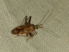 Phytocoris flammula Phytocoris flammula