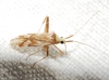 Phytocoris flammula Phytocoris flammula