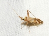 Phytocoris flammula Phytocoris flammula