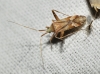 Phytocoris flammula Phytocoris flammula