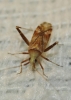 Phytocoris flammula Phytocoris flammula