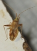 Phytocoris flammula Phytocoris flammula