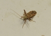 Phytocoris flammula Phytocoris flammula