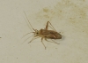 Phytocoris flammula Phytocoris flammula