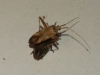 Phytocoris flammula Phytocoris flammula