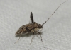 Phytocoris juniperi