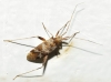 Phytocoris minor Phytocoris minor