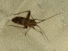 Phytocoris minor Phytocoris minor