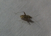 Phytocoris minor Phytocoris minor
