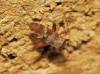 Phytocoris minor Phytocoris minor