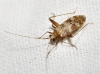 Phytocoris minor Phytocoris minor