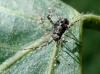 Phytocoris sp.