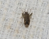 Phytocoris sp.