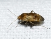 Psallus sp. Psallus sp.