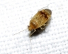 Psallus sp. Psallus sp.