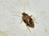 Psallus sp. Psallus sp.