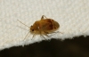 Psallus sp. Psallus sp.