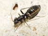 Systellonotus cf. thymi Systellonotus cf. thymi