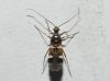 Systellonotus cf. weberi