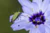 Thiomiris sulphureus Thiomiris sulphureus