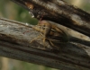 Aelia rostrata Aelia rostrata