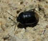 Canthophorus dubius