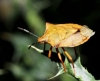 Carpocoris cf. fuscispinus