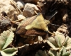 Carpocoris cf. fuscispinus