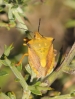 Carpocoris fuscispinus