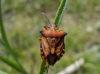 Carpocoris fuscispinus