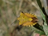 Carpocoris fuscispinus