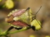 Carpocoris fuscispinus