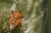Carpocoris fuscispinus
