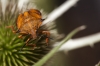 Carpocoris fuscispinus